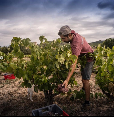 COMPANYIA VITICOLA SILEO